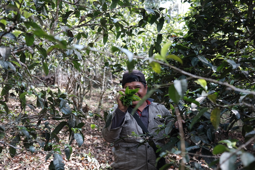 tea picking