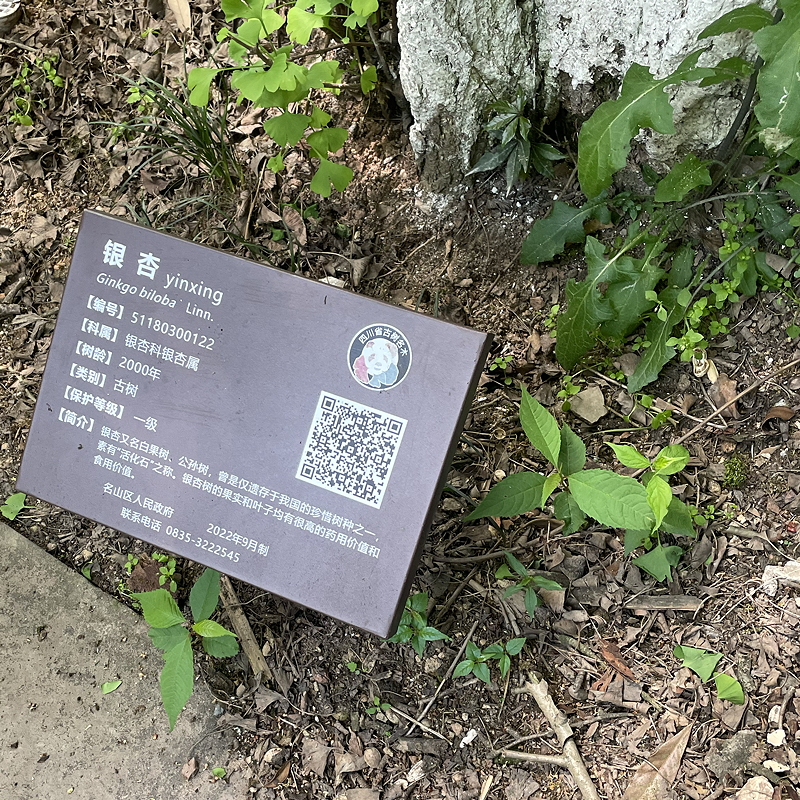 Description of the Ginko tree