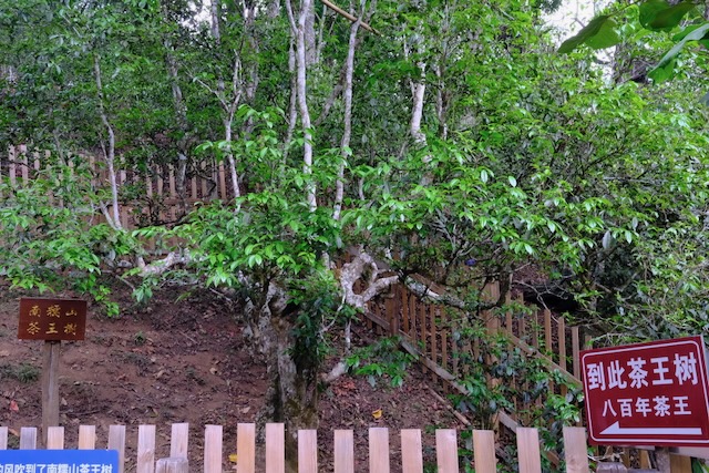 The king tea tree in Nannuo Shan