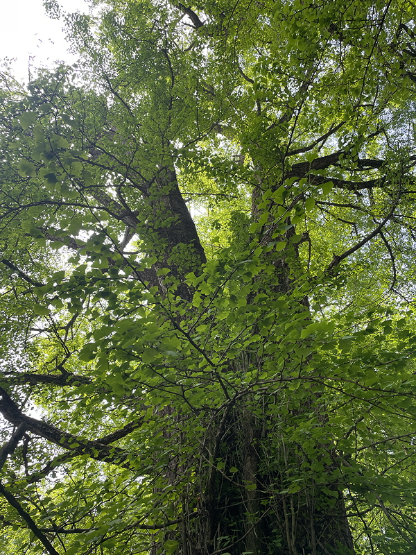 2000 year old Ginko tree